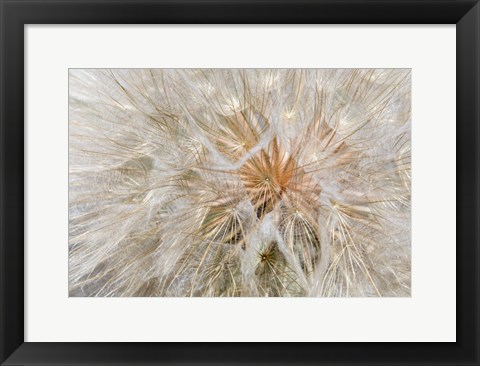 Framed Seedhead Of Yellow Salsify, Eastern Washington Print