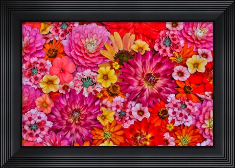 Framed Flower Pattern With Large Group Of Flowers, Sammamish, Washington State Print