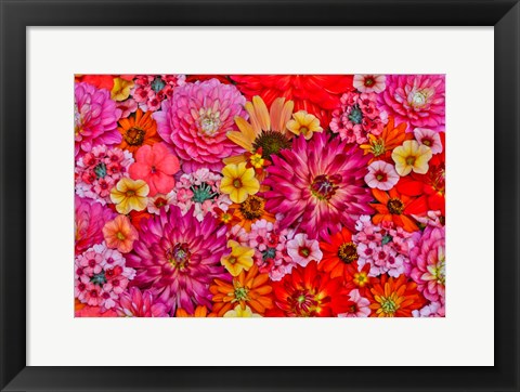 Framed Flower Pattern With Large Group Of Flowers, Sammamish, Washington State Print