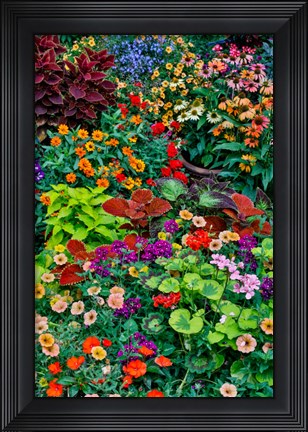Framed Garden In Full Bloom, Sammamish, Washington State Print