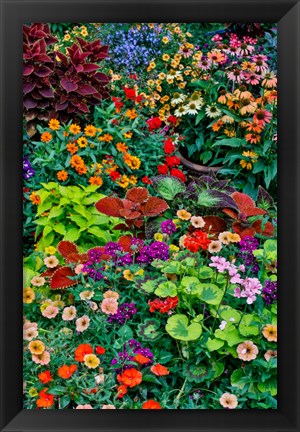 Framed Garden In Full Bloom, Sammamish, Washington State Print