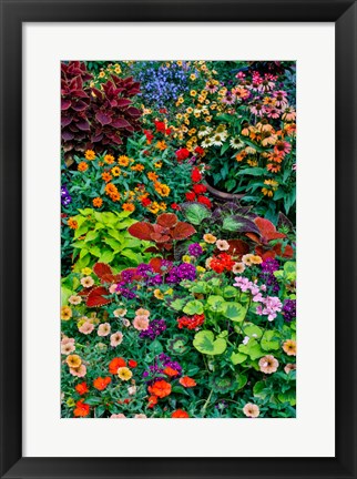 Framed Garden In Full Bloom, Sammamish, Washington State Print