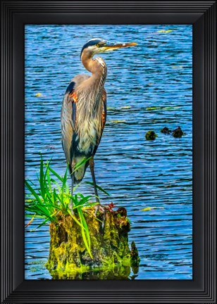 Framed Great Blue Heron, Juanita Bay Park, Kirkland, Washington State Print