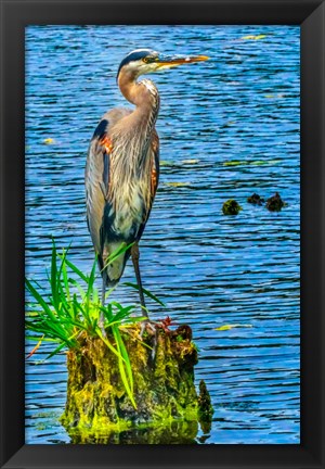 Framed Great Blue Heron, Juanita Bay Park, Kirkland, Washington State Print