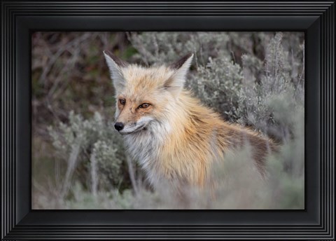 Framed Red Fox Framed By Sage Brush In Lamar Valley, Wyoming Print