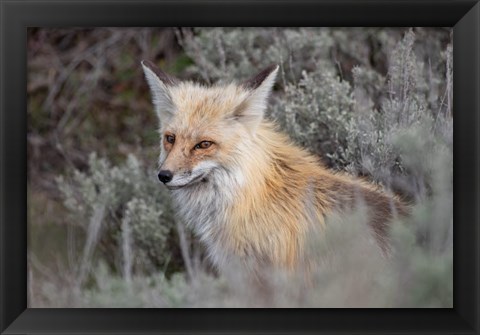 Framed Red Fox Framed By Sage Brush In Lamar Valley, Wyoming Print