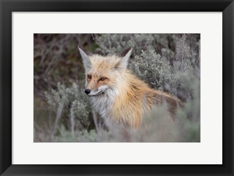 Framed Red Fox Framed By Sage Brush In Lamar Valley, Wyoming Print