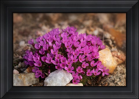 Framed Wyoming, Beartooth Mountains Moss Campion Wildflower Close-Up Print