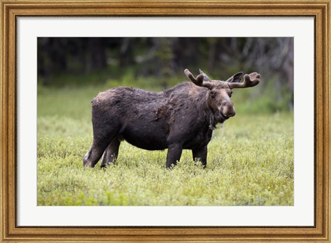 Framed Wyoming, Yellowstone National Park Bull Moose With Velvet Antlers Print