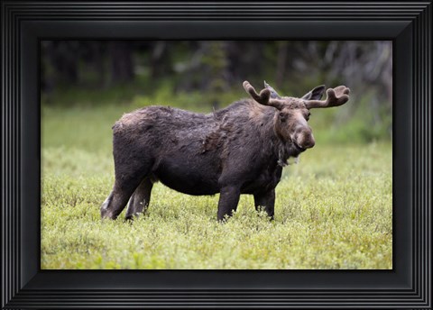 Framed Wyoming, Yellowstone National Park Bull Moose With Velvet Antlers Print