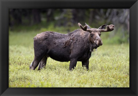 Framed Wyoming, Yellowstone National Park Bull Moose With Velvet Antlers Print