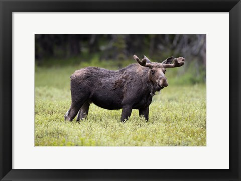 Framed Wyoming, Yellowstone National Park Bull Moose With Velvet Antlers Print