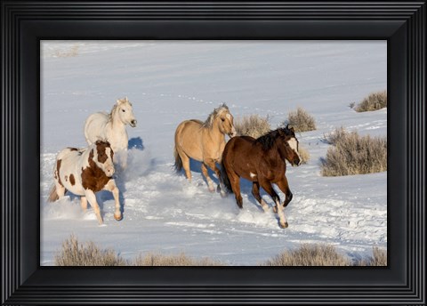Framed Herd Of Horses Running In Snow Print