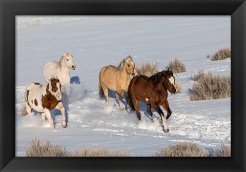 Framed Herd Of Horses Running In Snow Print