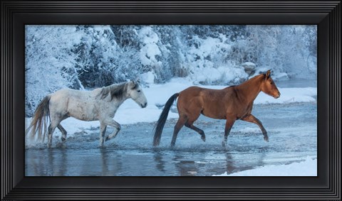 Framed Horses Crossing Shell Creek In Winter, Wyoming Print