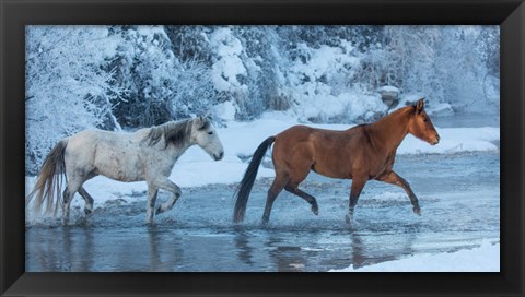 Framed Horses Crossing Shell Creek In Winter, Wyoming Print