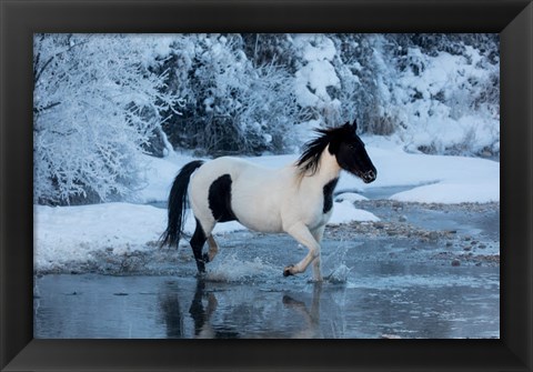 Framed Horse Crossing Shell Creek In Winter Print