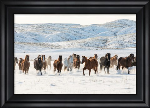 Framed Herd Of Horses Running In Snow Print