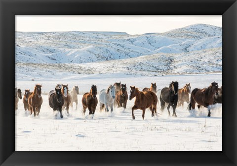 Framed Herd Of Horses Running In Snow Print