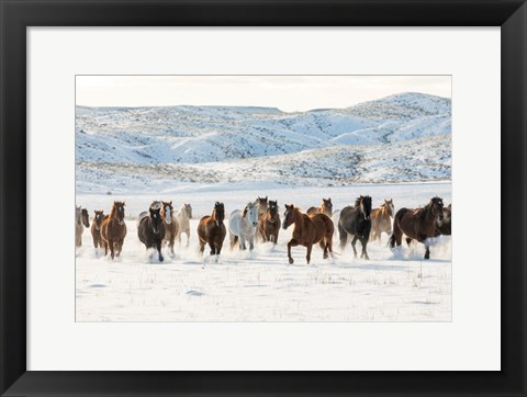 Framed Herd Of Horses Running In Snow Print