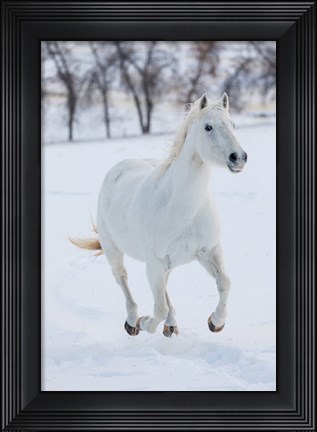 Framed White Horse Running In The Snow Print