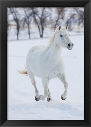 Framed White Horse Running In The Snow Print