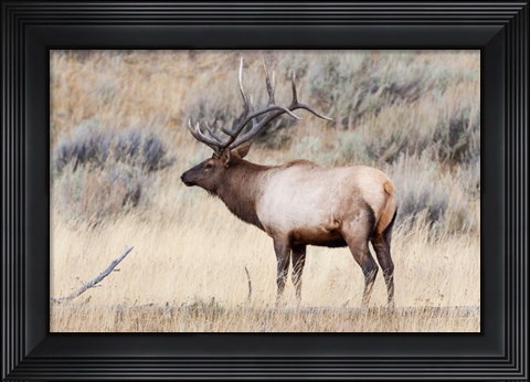 Framed Portrait Of A Bull Elk With A Large Rack Print