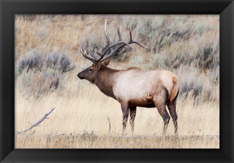 Framed Portrait Of A Bull Elk With A Large Rack Print