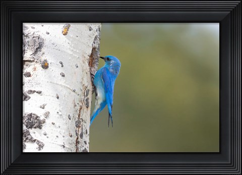 Framed Male Mountain Bluebird Perching At Its Nest Hole Print