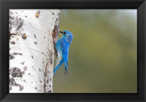 Framed Male Mountain Bluebird Perching At Its Nest Hole Print