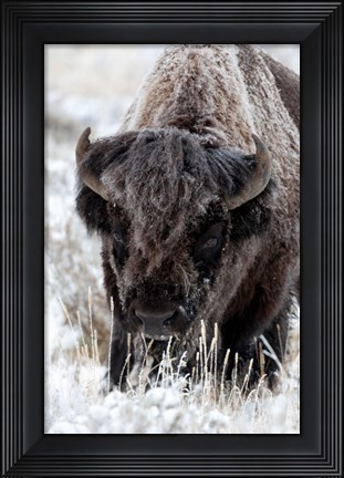 Framed Portrait Of A Frost Covered American Bison Print