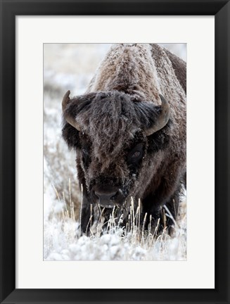 Framed Portrait Of A Frost Covered American Bison Print