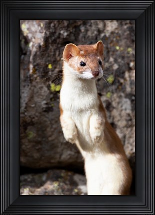 Framed Portrait Of A Long-Tailed Weasel Print