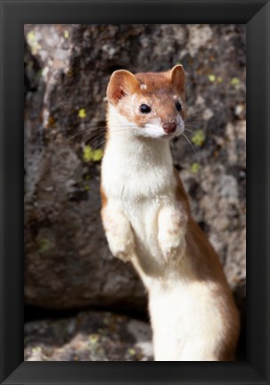 Framed Portrait Of A Long-Tailed Weasel Print