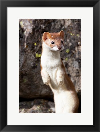 Framed Portrait Of A Long-Tailed Weasel Print