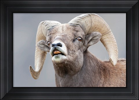 Framed Bighorn Ram Lifts Its Lip In A Flehmen Print
