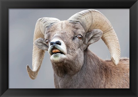 Framed Bighorn Ram Lifts Its Lip In A Flehmen Print