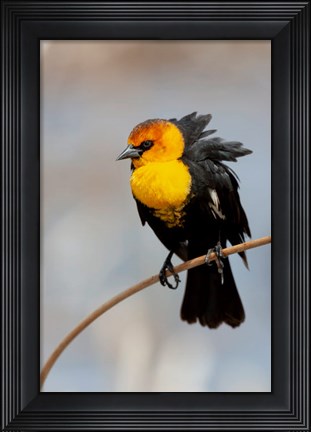 Framed Yellow-Headed Blackbird Perched On A Reed Print