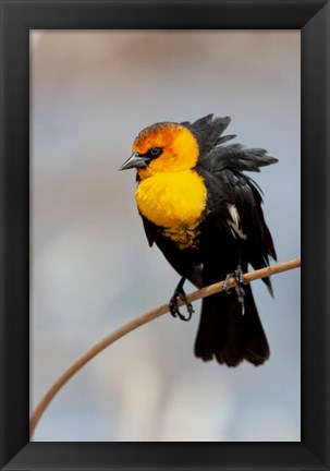 Framed Yellow-Headed Blackbird Perched On A Reed Print