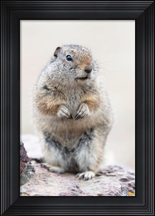 Framed Richardson&#39;s Ground Squirrel Print