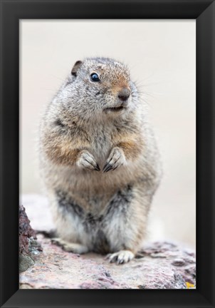 Framed Richardson&#39;s Ground Squirrel Print