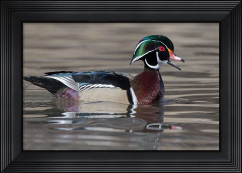 Framed Wood Duck Drake In Breeding Plumage Floats On The River While Calling Print