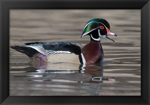 Framed Wood Duck Drake In Breeding Plumage Floats On The River While Calling Print