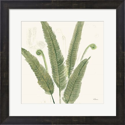 Framed Forest Ferns II Dark Print