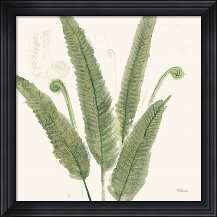 Framed Forest Ferns II Dark Print