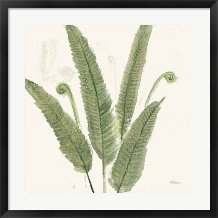 Framed Forest Ferns II Dark Print