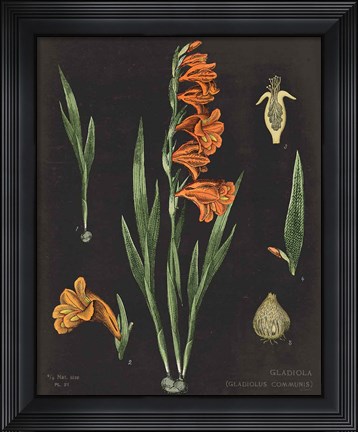 Framed Gladiola Chart Crop Print