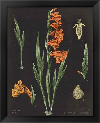 Framed Gladiola Chart Crop Print