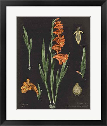 Framed Gladiola Chart Crop Print