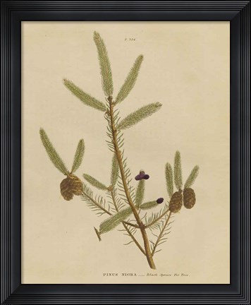 Framed Herbal Botanical XIV Print
